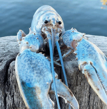 a blue and white lobster is sitting on a dock