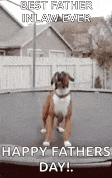 a dog is standing on top of a trampoline and says `` best father in law ever happy fathers day ! ''