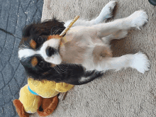 a black and white dog laying on a blanket with a stuffed duck in its mouth