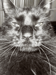 a close up of a black cat with blue eyes