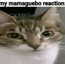 a close up of a cat 's face with the words `` my mamaguebo reaction '' written above it .