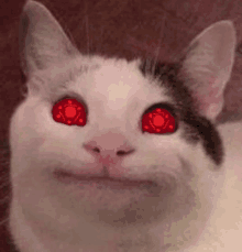 a white and black cat with red eyes is smiling .