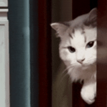 a white cat is sticking its head out of a doorway .