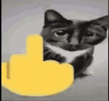 a black and white cat is giving the middle finger to a yellow emoji .