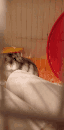 a close up of a hamster in a cage with a red bucket in the background