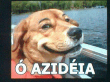 a picture of a smiling dog with the words o azideia written below it