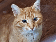 a close up of a cat 's face looking up at the camera