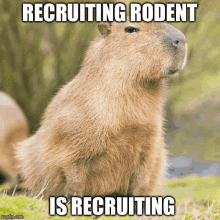 a picture of a capybara with a caption that says recruiting rodent is recruiting