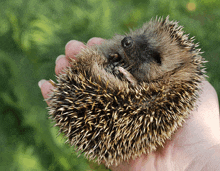 a person is holding a small hedgehog in their hands