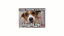 a brown and white dog with a caption in russian