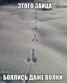 a black and white photo of rabbit tracks in the snow with a caption in russian .