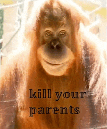 a close up of an orangutan with the words `` kill your parents '' written on the bottom .