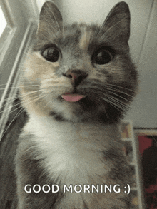 a cat sticking its tongue out with the words good morning below