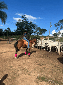 a person riding a horse in a field with a herd of cows in the background