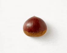 a single chestnut on a white background