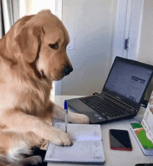 a dog sits at a desk with a notebook and a pen in front of a samsung laptop computer