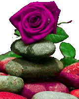 a stack of rocks with a purple rose on top