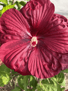 a close up of a red hibiscus flower with a white center