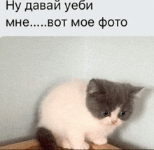 a gray and white kitten is sitting on a table with a caption in a foreign language