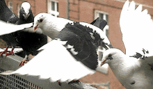 a flock of pigeons are sitting on a railing with their wings outstretched