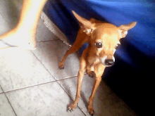 a small brown dog standing on a tiled floor next to a blue curtain