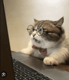 a cat wearing glasses and a bow tie is sitting in front of a laptop