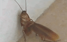 a cockroach is crawling on a wall .