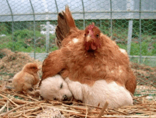 a chicken laying on top of a chicken and a baby chicken