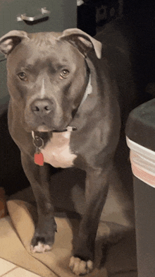 a gray and white dog with a red tag on its chest