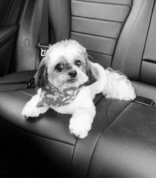 a small white dog wearing a bandana is sitting in the back seat of a car