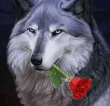 a painting of a wolf with a red rose in its mouth