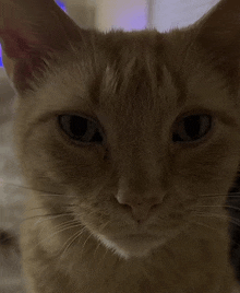 a close up of an orange cat 's face looking at the camera