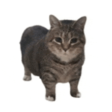 a cat is standing on its hind legs on a white background and looking at the camera .