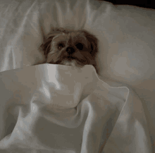 a small brown dog laying under a white blanket on a bed