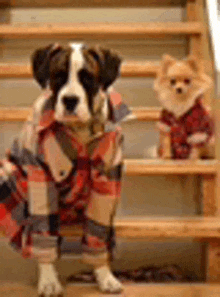 a dog wearing a plaid shirt is standing next to a smaller dog wearing a plaid shirt on the stairs .