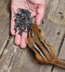 a small chipmunk eating sunflower seeds from a person 's hand