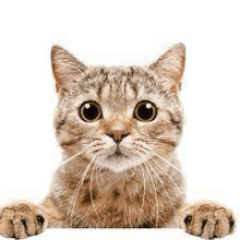 a close up of a cat peeking over a white surface .