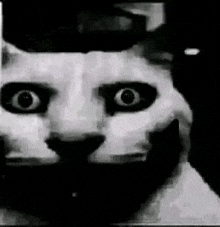 a black and white photo of a cat with big eyes and a hat on .