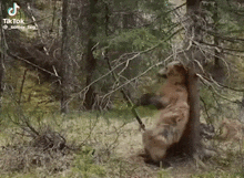 a brown bear is standing next to a tree in the woods holding a stick .