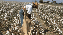 a man is picking cotton in a field with a bag