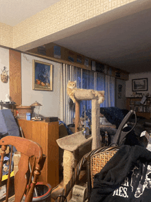 a cat is sitting on a cat tree in a living room