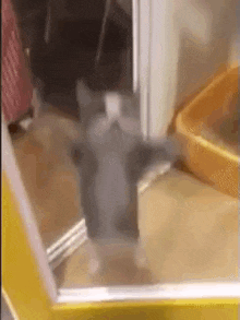 a cat is standing in front of a mirror in a room .