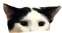 a black and white cat is peeking out of its ears