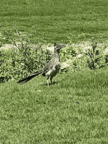 a bird with a long tail is standing in a grassy field