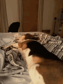 a dog laying on a bed with a striped blanket on it