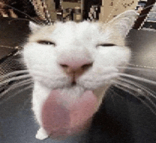 a close up of a white cat with its mouth open and its tongue out .