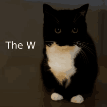 a black and white cat sits in front of the word the w