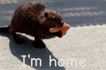 a beaver with a piece of food in its mouth and the words i 'm home