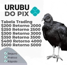 an advertisement for urubu do pix shows a vulture