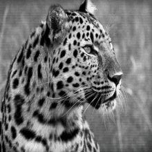 a close up of a leopard with blue eyes in a black and white photo .